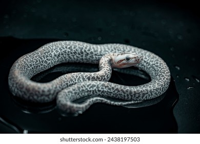 A burmese Python in a photobox