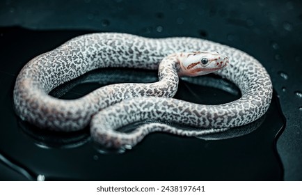 A burmese Python in a photobox
