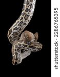 Burmese python with its prey ,coiled around a tree