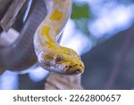 The Burmese Python is a small albino snake that is very agile in movement
