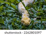 The Burmese Python is a small albino snake that is very agile in movement