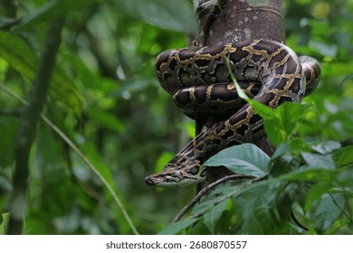 Burmese Python snake on a tree