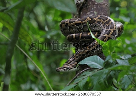 Burmese Python snake on a tree