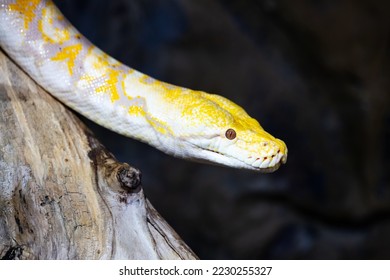 Burmese python snake. Reptile and reptiles. Amphibian and Amphibians. Tropical fauna. Wildlife and zoology. Nature and animal photography. - Shutterstock ID 2230255327
