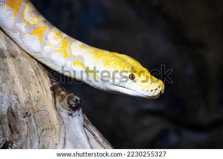 Burmese python snake. Reptile and reptiles. Amphibian and Amphibians. Tropical fauna. Wildlife and zoology. Nature and animal photography.
