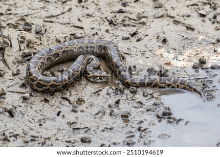 Burmese python in wetland mud beach. Hong Kong.