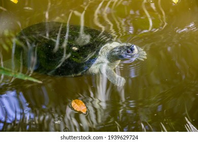 Burmese Roofed Turtle Batagur Trivittata One Stock Photo 1939629724 ...