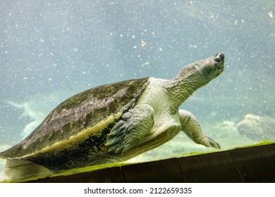 Burmese Roofed Turtle Batagur Trivittata One Stock Photo 2122659335 ...