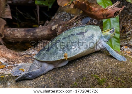 The Burmese roofed turtle (Batagur trivittata) is one of six species of turtle in the genus Batagur of the family Geoemydidae. It is endemic to Myanmar. 
It remains very rare in the wild.