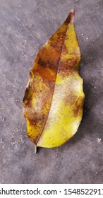 Burmese Rosewood Leaf Fall From The Tree