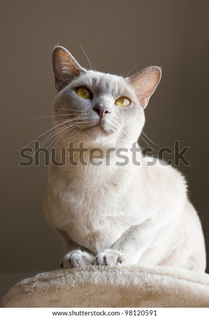 Burmese Short Hair Cat Creme Color Stock Photo Edit Now 98120591