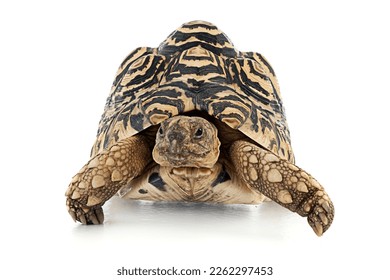 Burmese star tortoise isolated on white background - Shutterstock ID 2262297453