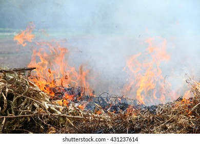 Burn Dry Leaves, Air Pollution Causes The Global Warming