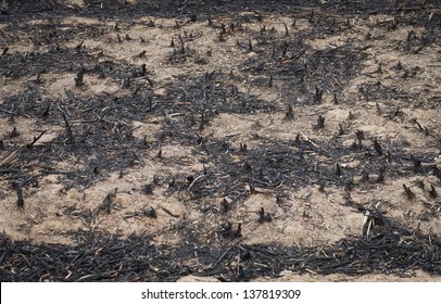 Burn forest ground