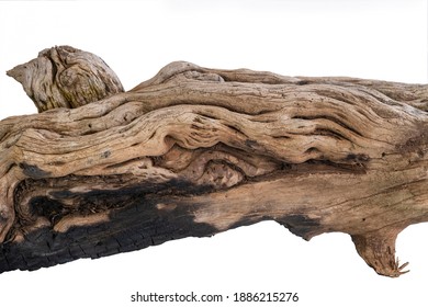 Burn Marks And Blisters Caused By A Lightning Strike Of A Juniper Tree Stump