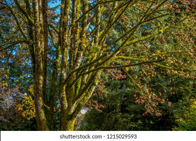 Burnaby Mountain Park