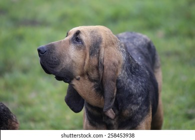 bloodhound for hunting