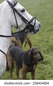 The Burne Bloodhounds  following a scent trail near Wheatcroft in north Derbyshire.No artificial scent is used, the hounds follow the scent of a man.