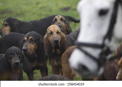 The Burne Bloodhounds  following a scent trail near Wheatcroft in north Derbyshire.No artificial scent is used, the hounds follow the scent of a man.