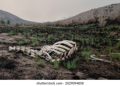 Burned Cow Skeleton From California Wildfire