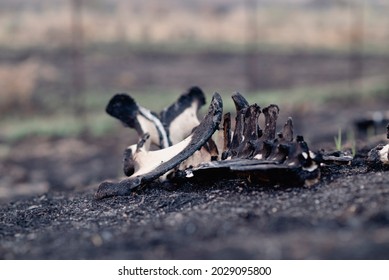 Burned Cow Skeleton From California Wildfire