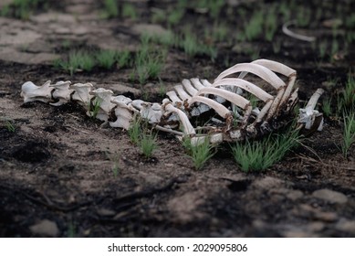 Burned Cow Skeleton From California Wildfire