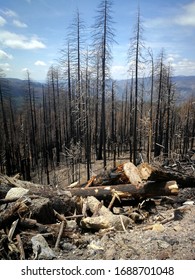 Burned Down Forest Panorama In America