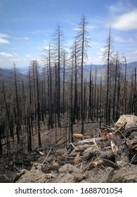 Burned Down Forest Panorama In America