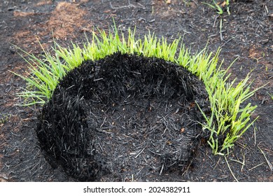 Burned Down And Regrowing Tussock Of Molinea Caerulea Or Purple Moorgrass With Fresh Green Sprouts In A Black Coal Surrounding After A Fire Hazard In Nature Reserve