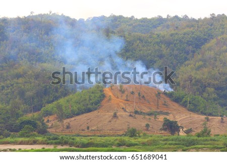 burned forest