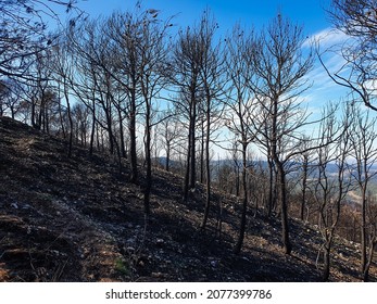 Burned forest in the mountains, burnt trees after wildfire, Catalonia, Spain