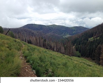 Burned Forest Near Ski Apache In New Mexico