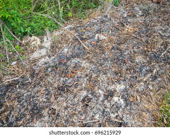 burned ground