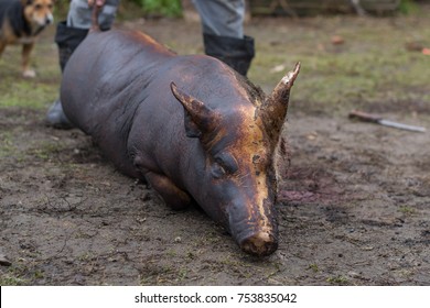 Burned Hair Cleaning On A Slaughter Pig In A Rural Area