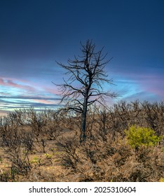 Burned Out Landscape In The Desert Mountains Of Northern Nevada Near Reno.