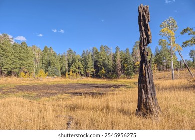 Burned out remains of a tree next to the dried out Greenland Lake at Grand Canyon North Rim Arizona. - Powered by Shutterstock