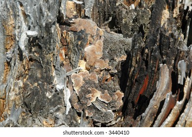 burned out tree trunk