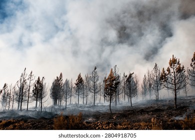 Burned pine forest after a wildfire, with smoke rising among charred trees and scorched ground, representing climate change, drought, environmental destruction and natural disaster.