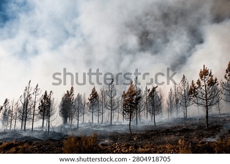 Burned pine forest after a wildfire, with smoke rising among charred trees and scorched ground, representing climate change, drought, environmental destruction and natural disaster.