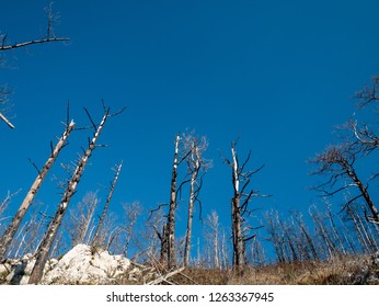 burned pine trees that stand out in the blue sky