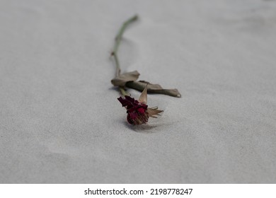 Burned Single Rose On White Sand