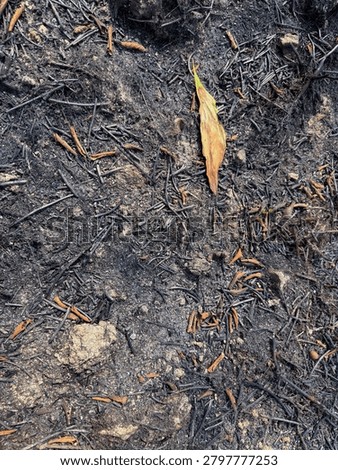 Burned soil and ash texture after a wildfire, representing environmental damage, drought, climate change, natural disasters, and distressed ground background concepts.