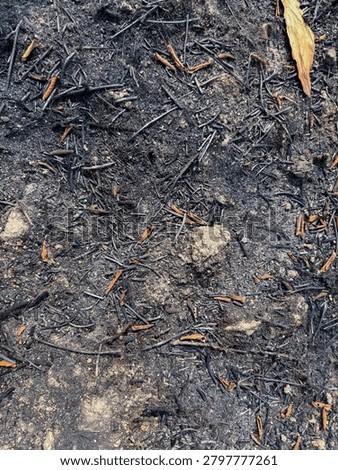 Burned soil and ash texture after a wildfire, representing environmental damage, drought, climate change, natural disasters, and distressed ground background concepts.