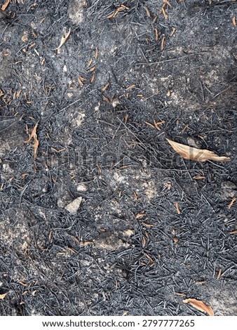 Burned soil and ash texture after a wildfire, representing environmental damage, drought, climate change, natural disasters, and distressed ground background concepts.