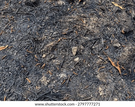 Burned soil and ash texture after a wildfire, representing environmental damage, drought, climate change, natural disasters, and distressed ground background concepts.