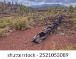 Burned Tree along Lava Flow Trail at Sunset Crater AZ