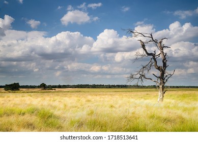 Burned Tree In A Field Of Yellow Purple Moorgrass