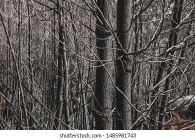 Burned Trees After A Forest Fire 