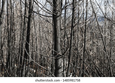 Burned Trees After A Forest Fire