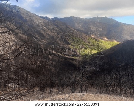 Burned trees next to surviving trees